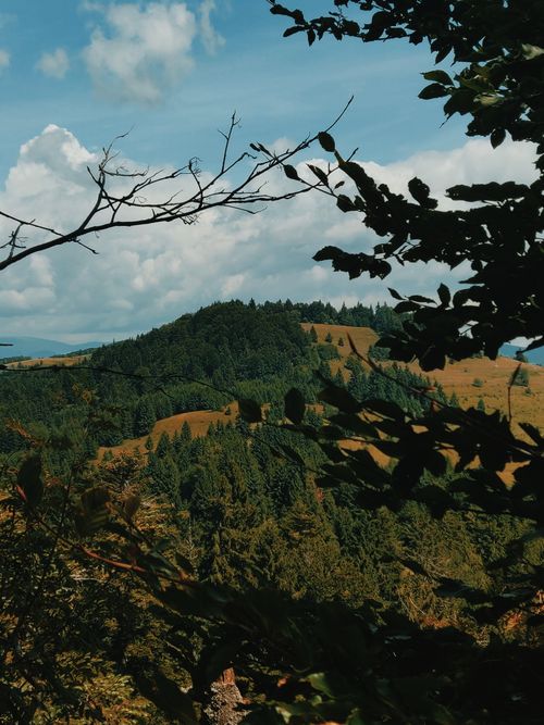 Free Breathtaking view of a lush, green mountain landscape framed by trees under a blue sky. Stock Photo