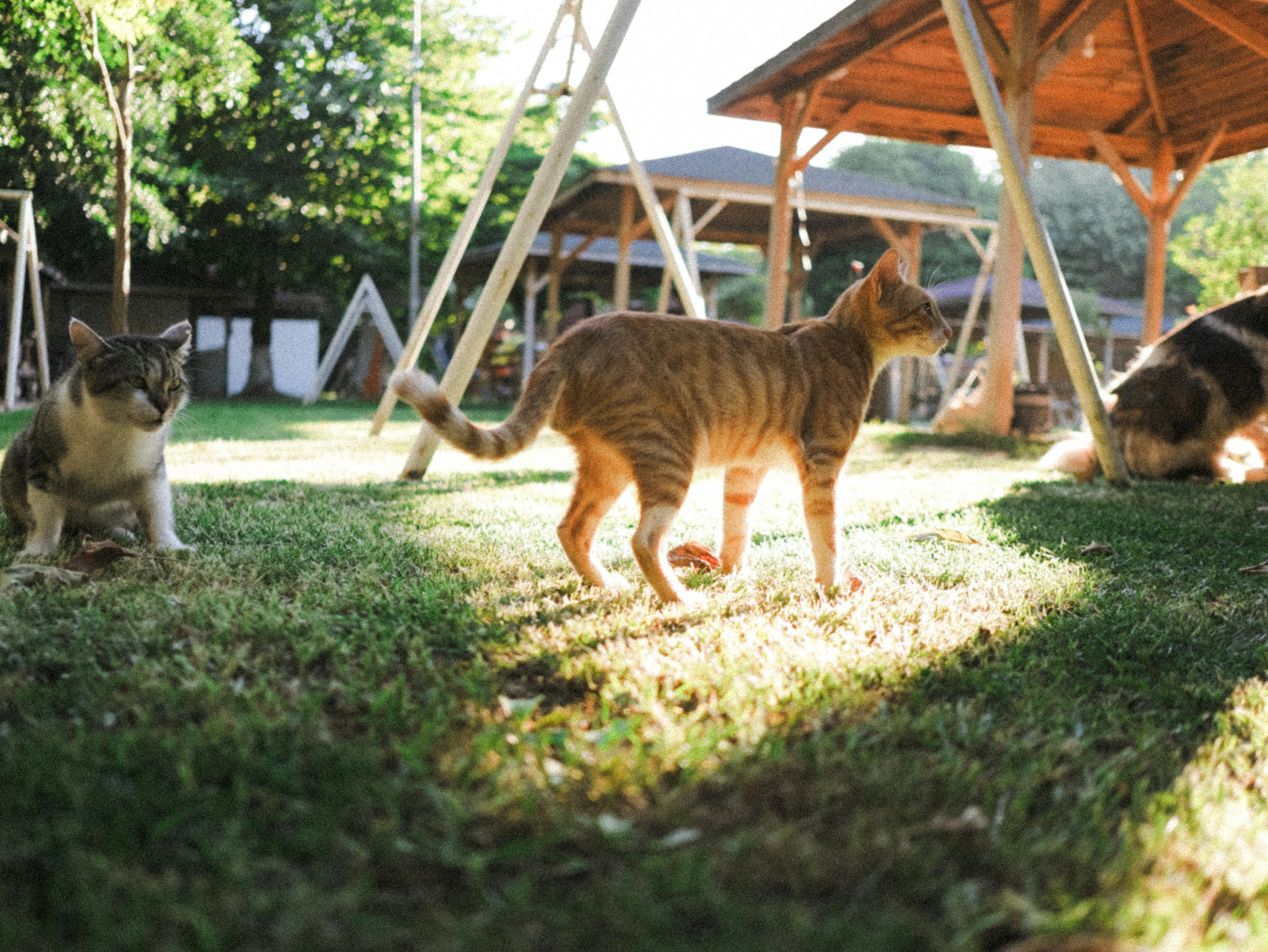 Two cats and one dog in the grass
