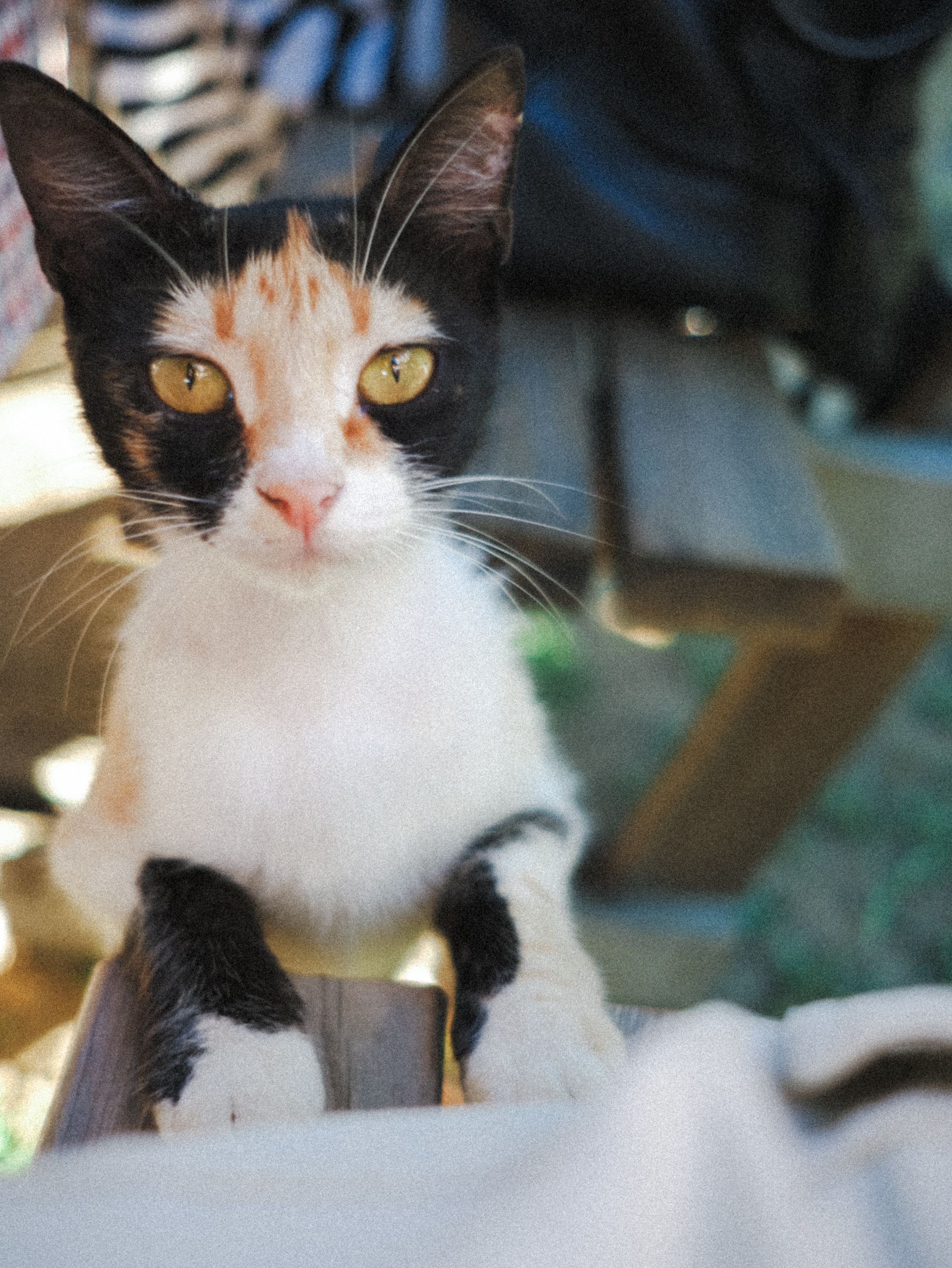 Close-up portrait of a curious calico cat outdoors, showcasing its unique markings and bright eyes.