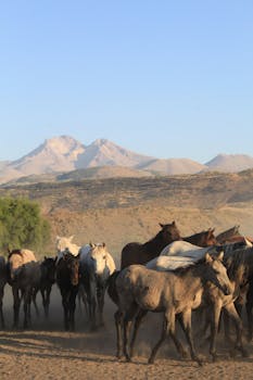 Capture of a herd of wild horses in a dusty landscape with distant mountains.
