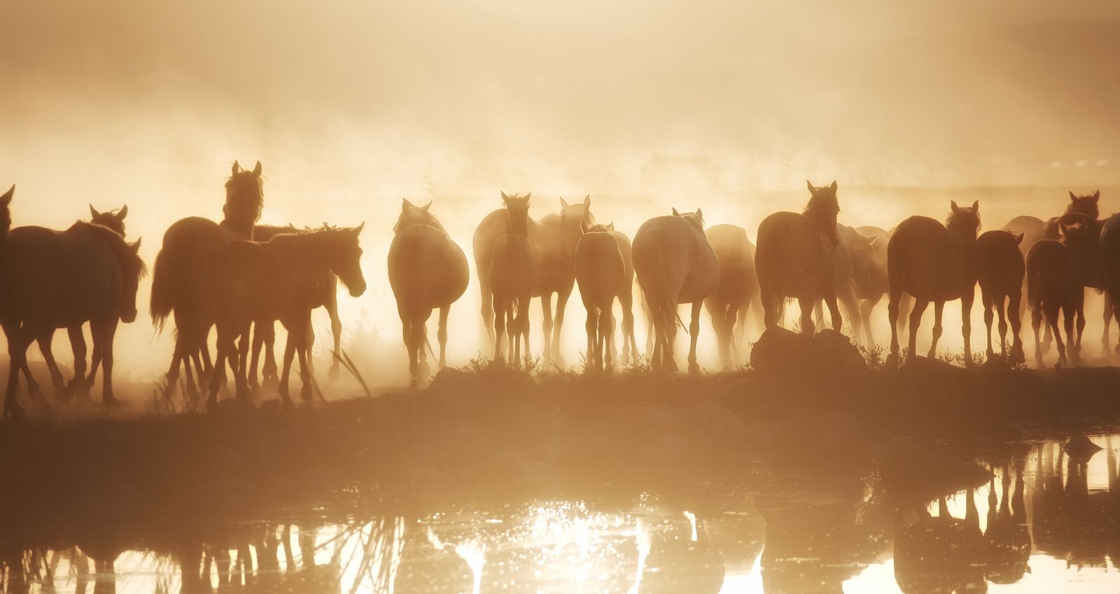 Paysage camarguais au coucher du soleil