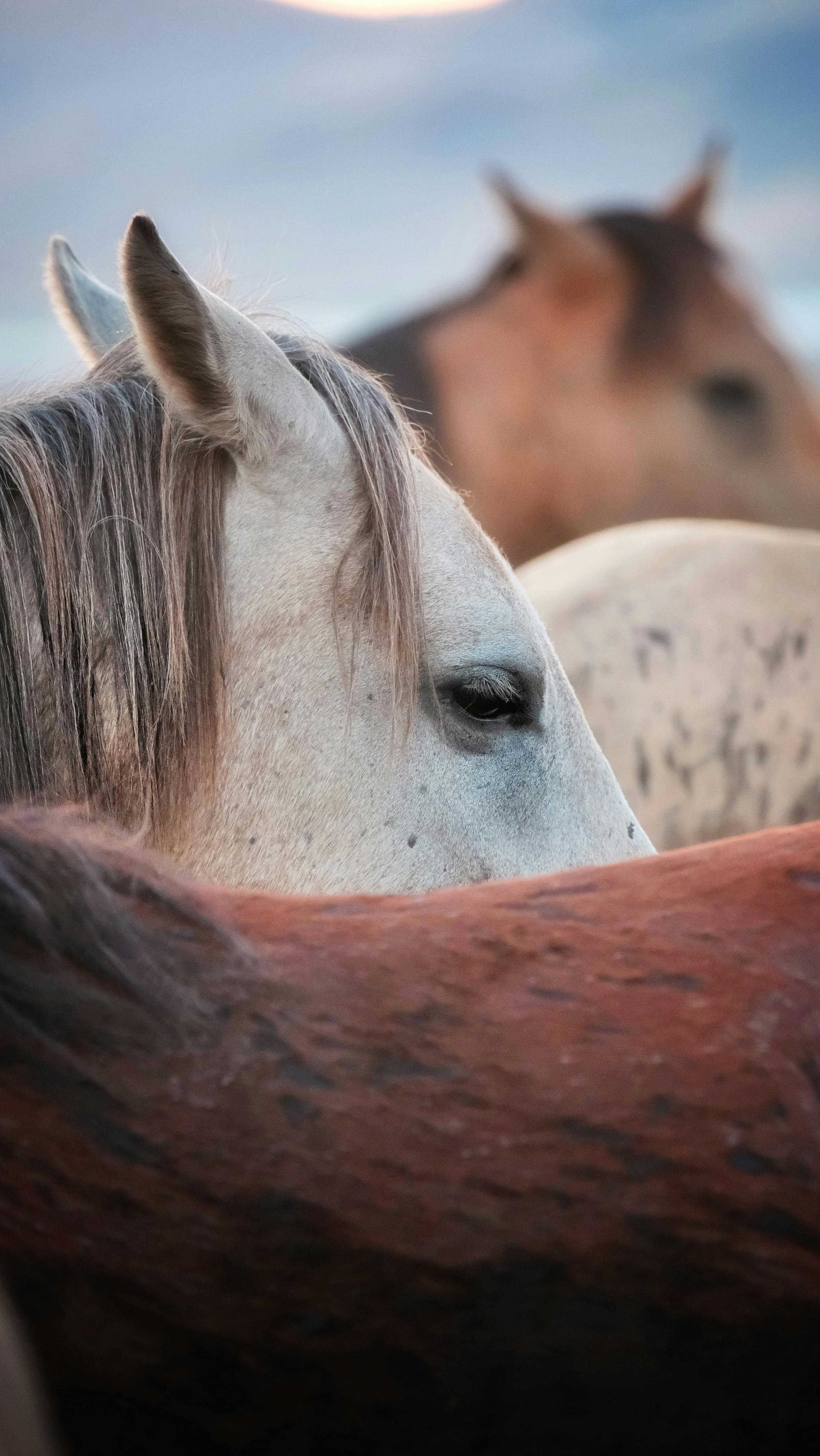 Free Close-up of horses with varied coats grazing peacefully in a rural outdoor setting. Stock Photo