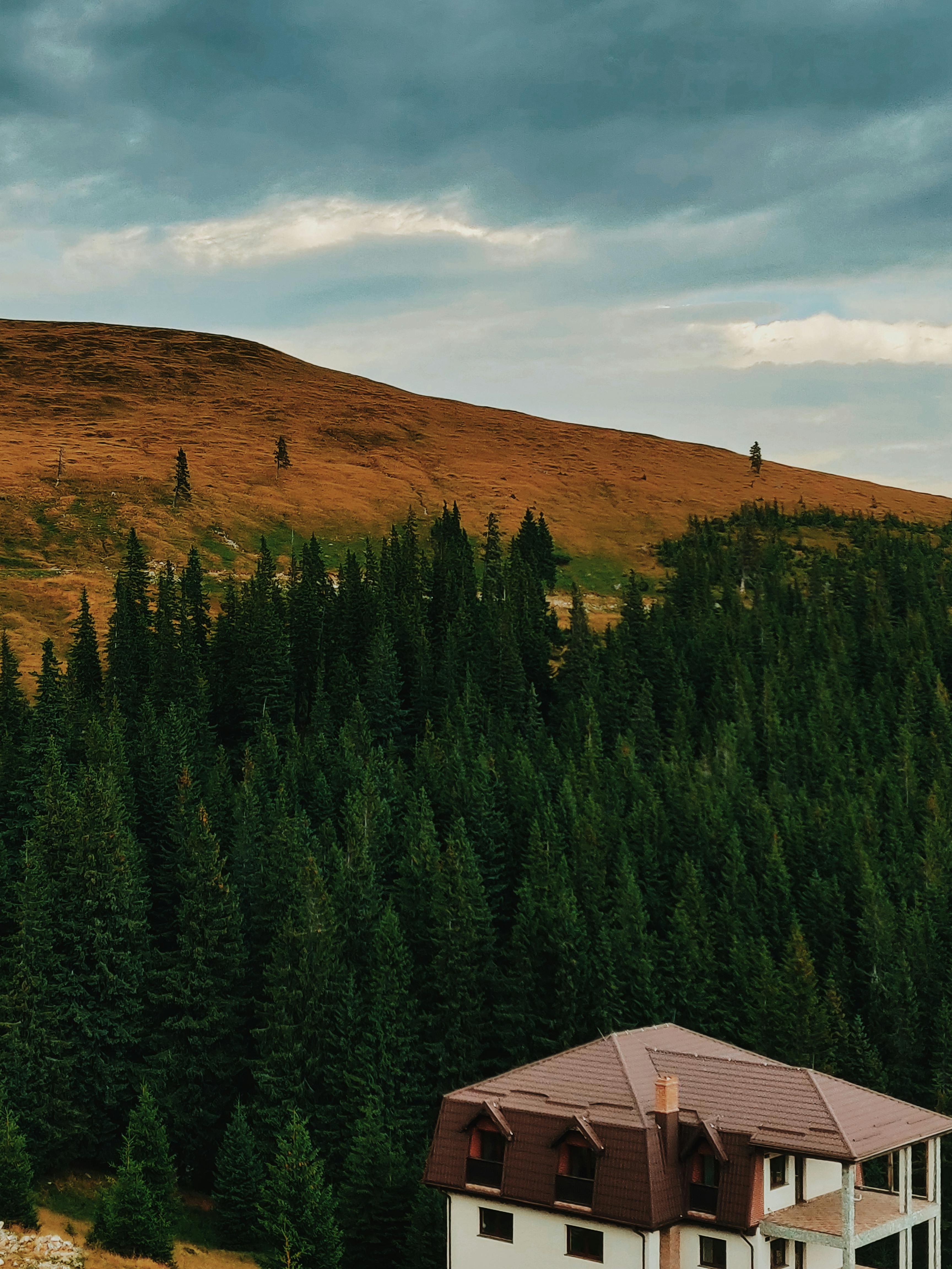 Green Leafed Trees · Free Stock Photo