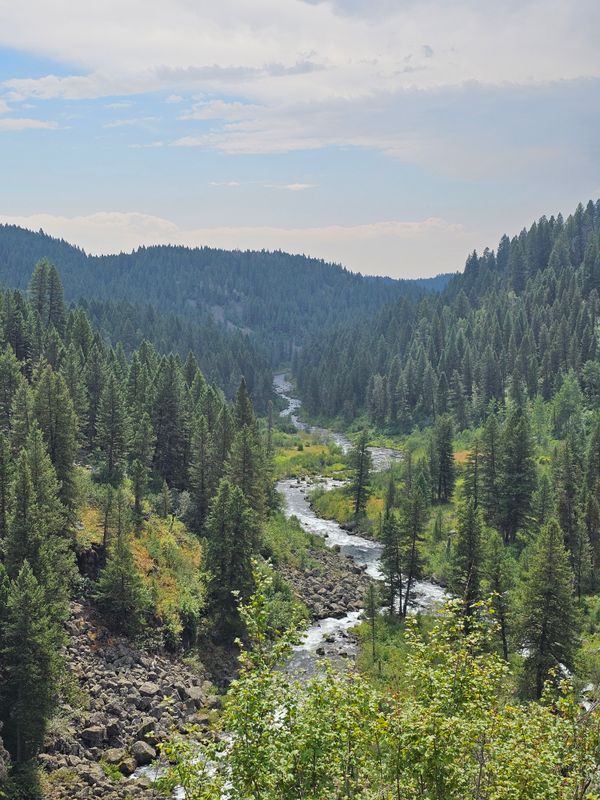 Serene River Flowing Through Pine Forest in Bend · Free Stock Photo