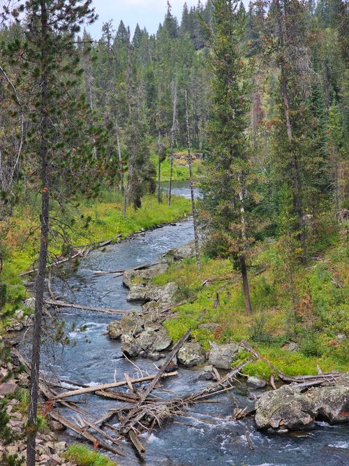 Free A picturesque forest creek winds through lush greenery and tall pines, creating a tranquil outdoor landscape. Stock Photo