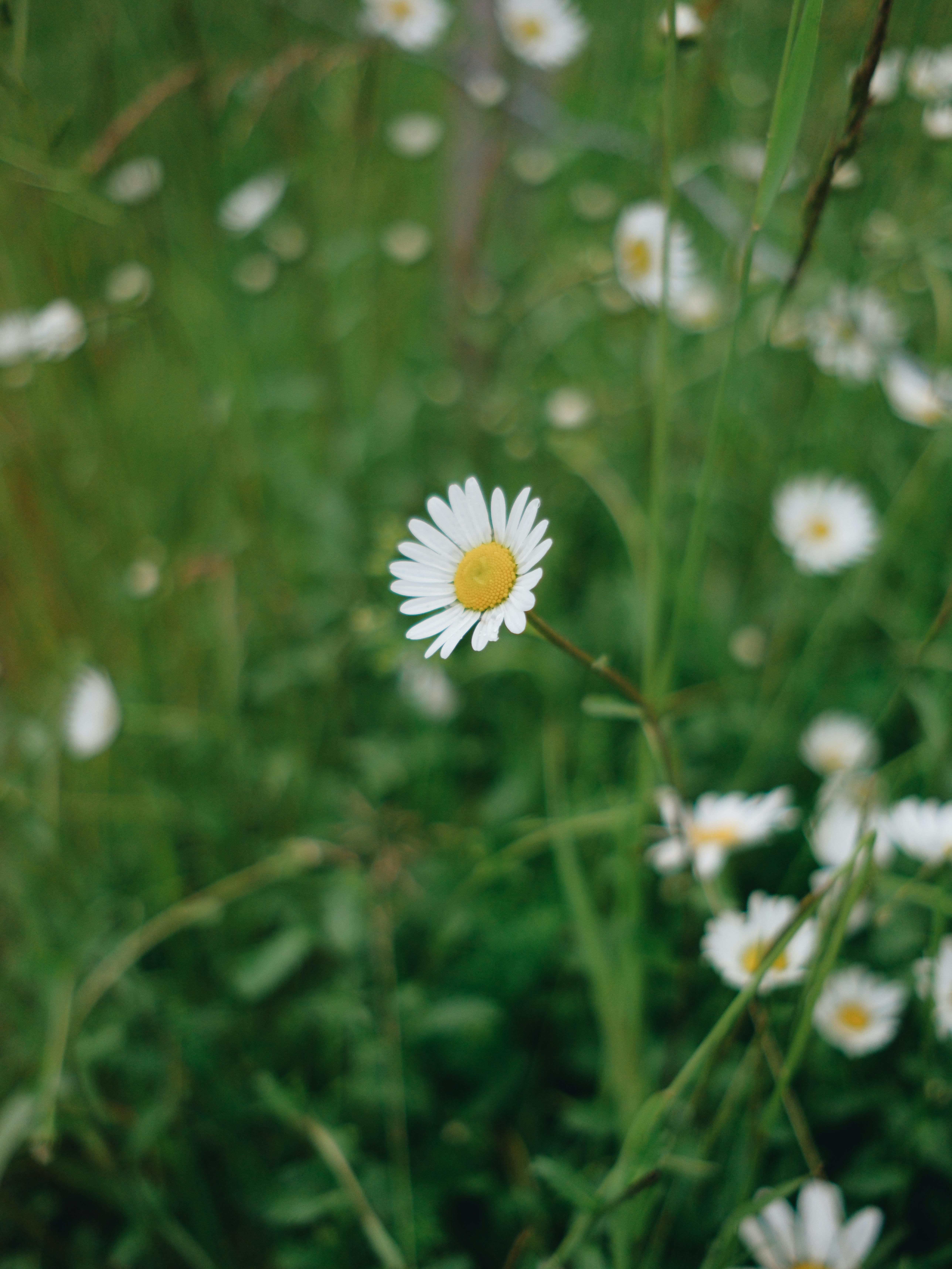 Delicate chamomile flower surrounded by vibrant green grass in a serene meadow.