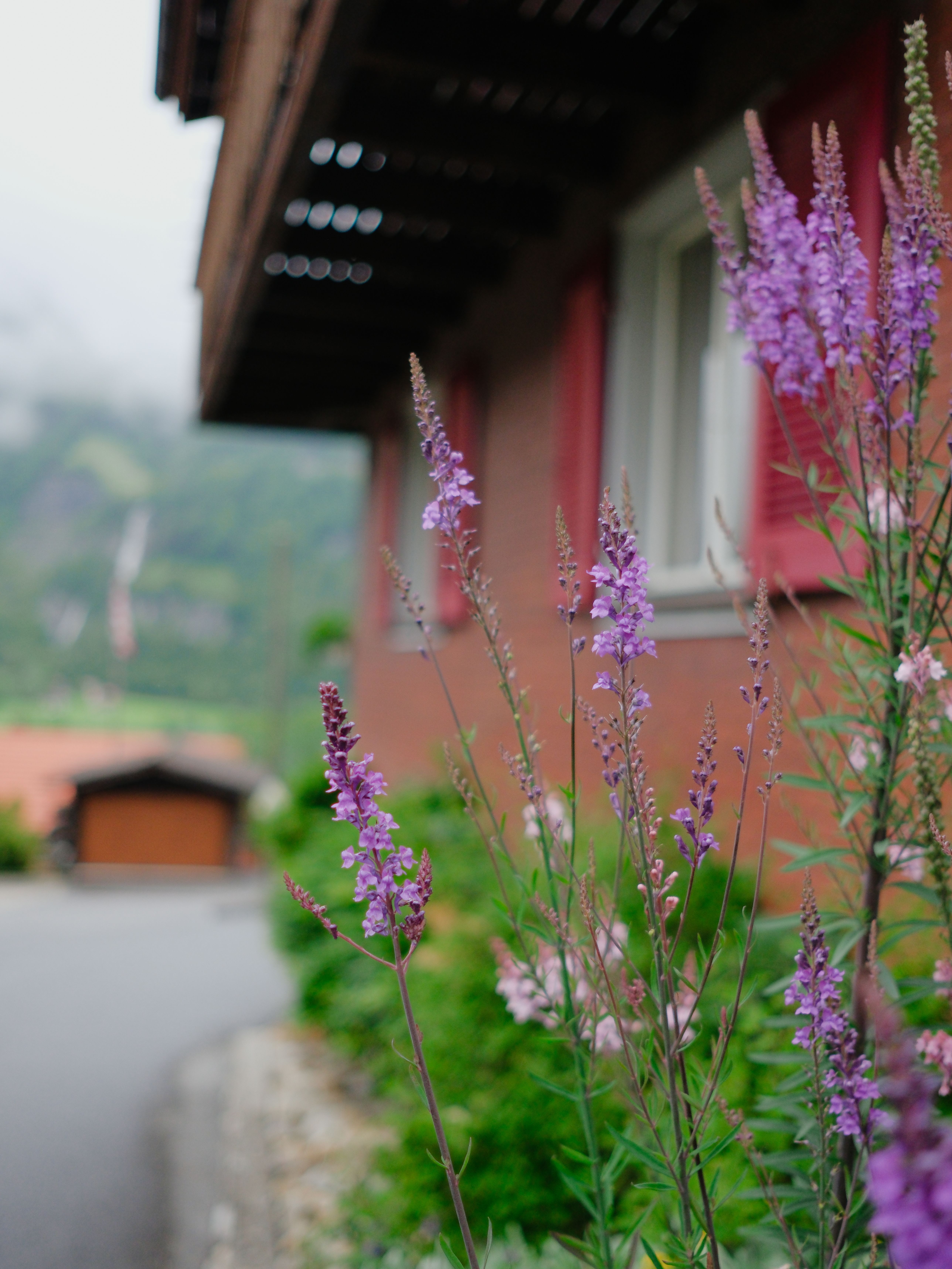 A house with purple flowers in front of it · Free Stock Photo