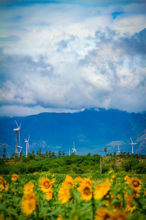 Free Lush sunflower field meets renewable energy wind turbines under a bright blue sky. Stock Photo