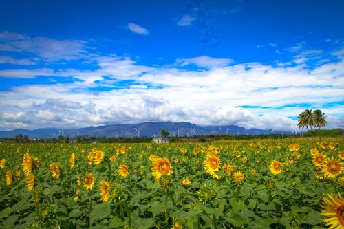 Free A scenic sunflower field under a bright blue sky in Sambavarvadakarai, India with wind turbines in view. Stock Photo