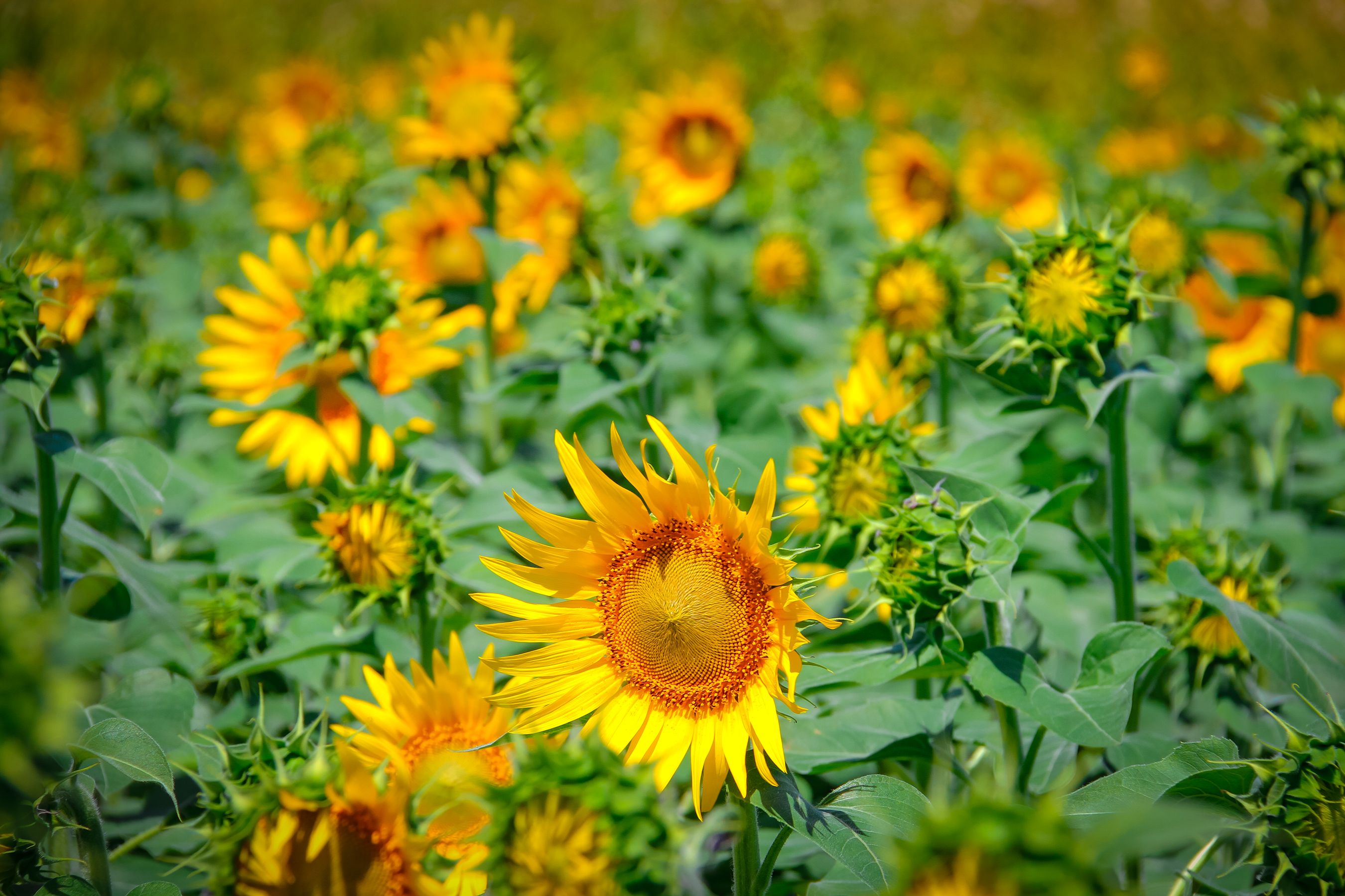A field of sunflowers with many yellow flowers · Free Stock Photo