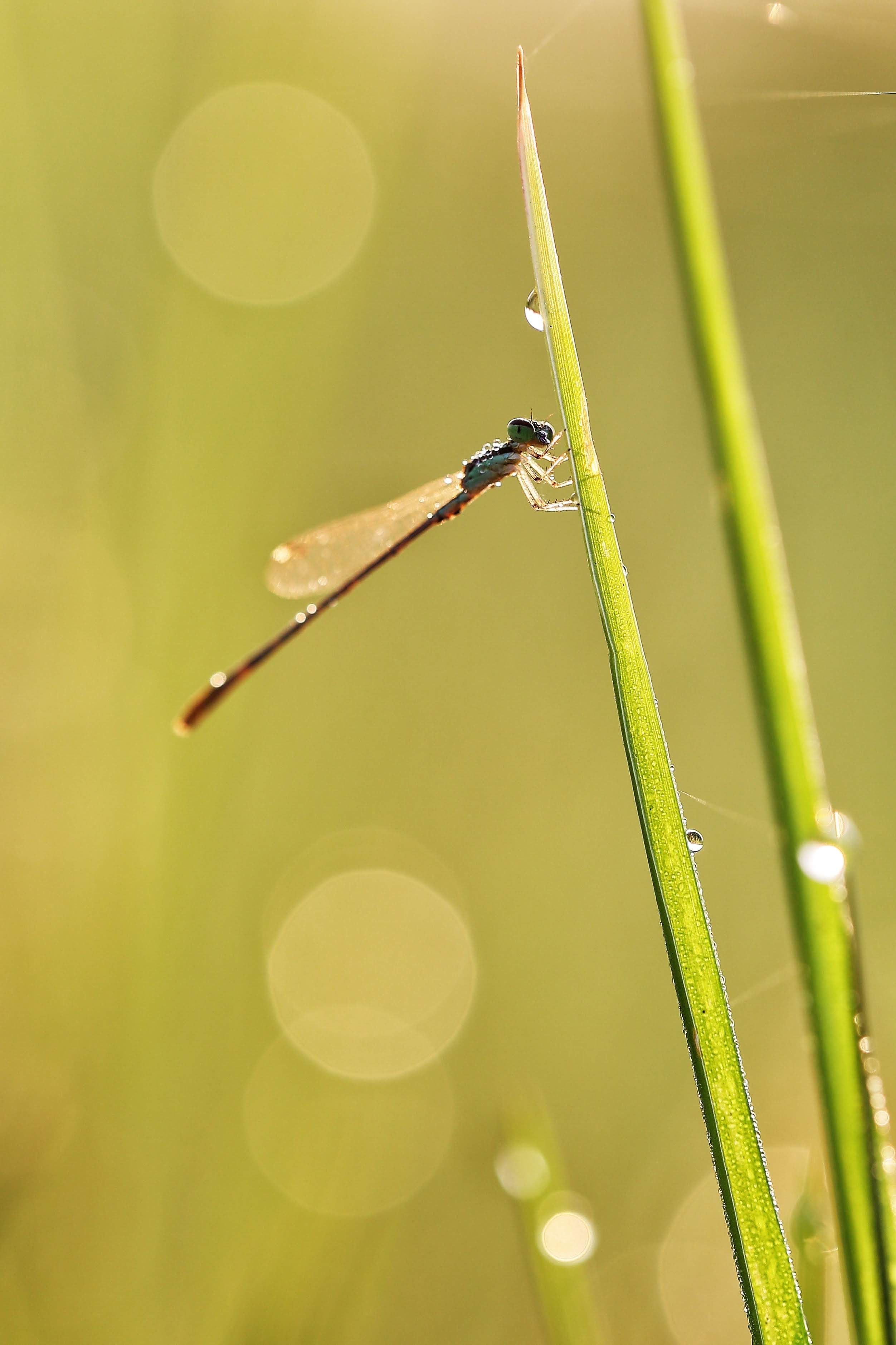 A dragonfly sits on a blade of grass · Free Stock Photo