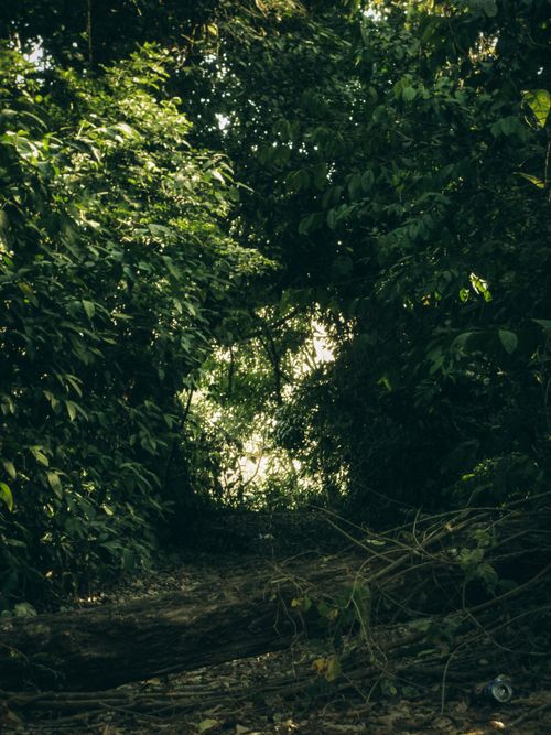 Free An enchanting pathway in a dense forest with sunlight filtering through the leaves, creating a serene atmosphere. Stock Photo