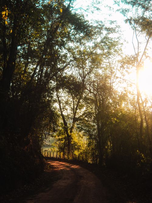 Free A peaceful forest path illuminated by the morning sun, creating a warm natural scene. Stock Photo