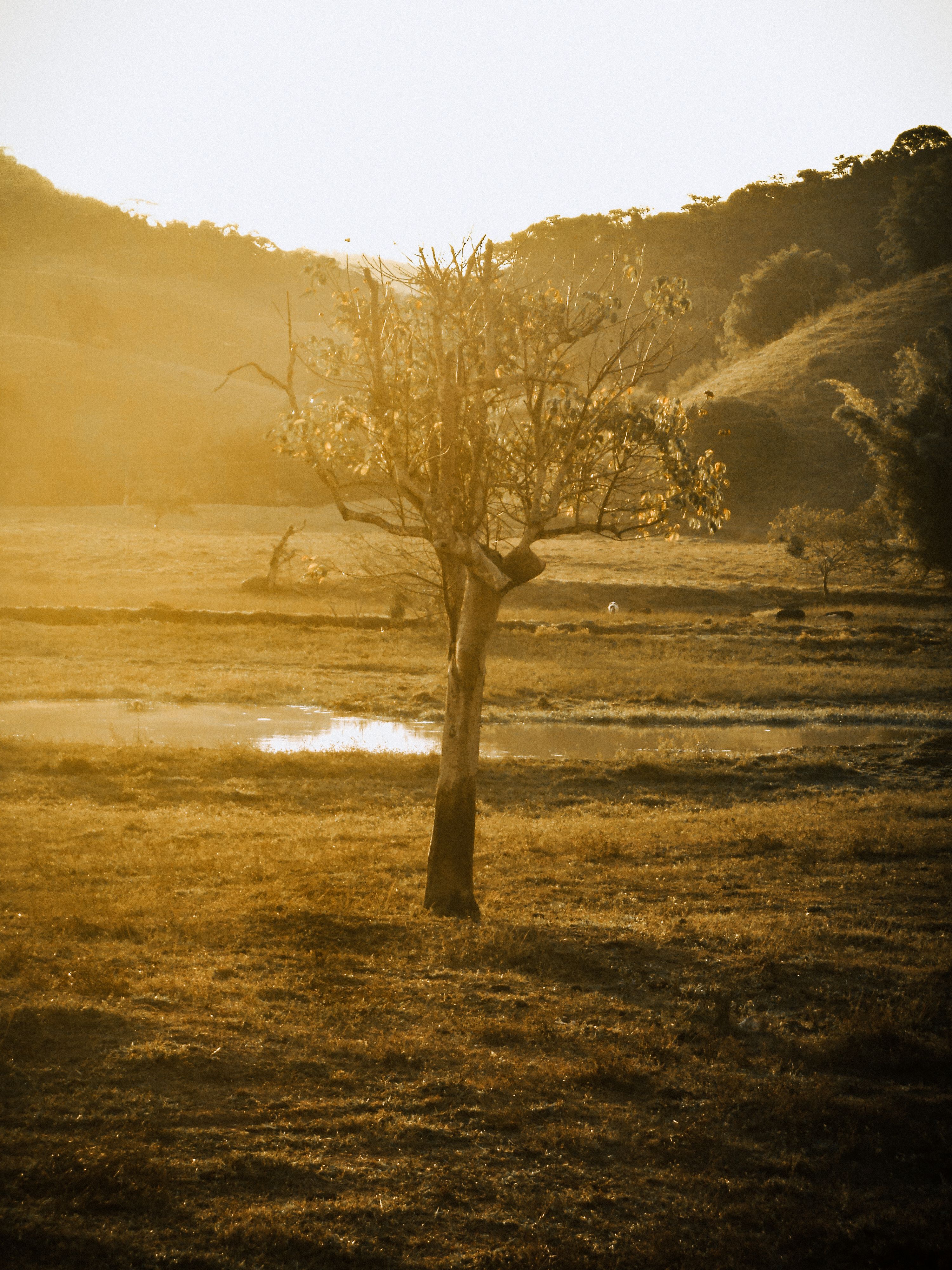 A lone tree in a field with a sunset behind it · Free Stock Photo