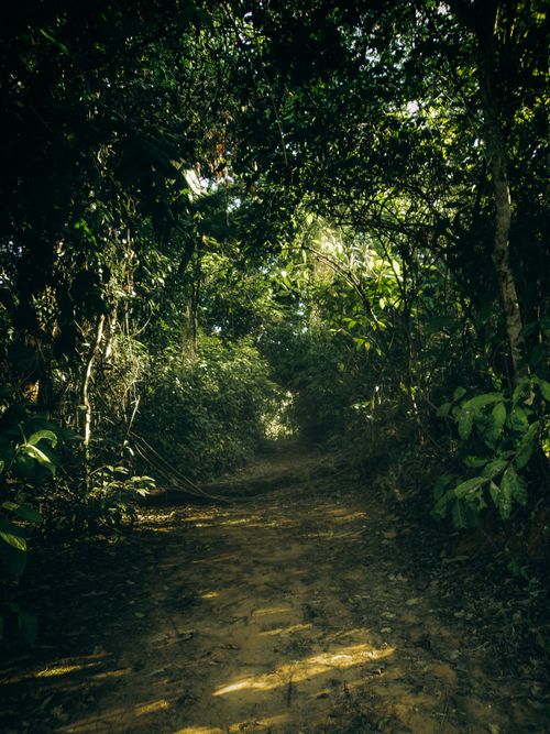 Free A serene wooded trail bathed in soft sunlight, surrounded by lush greenery on a misty morning. Stock Photo