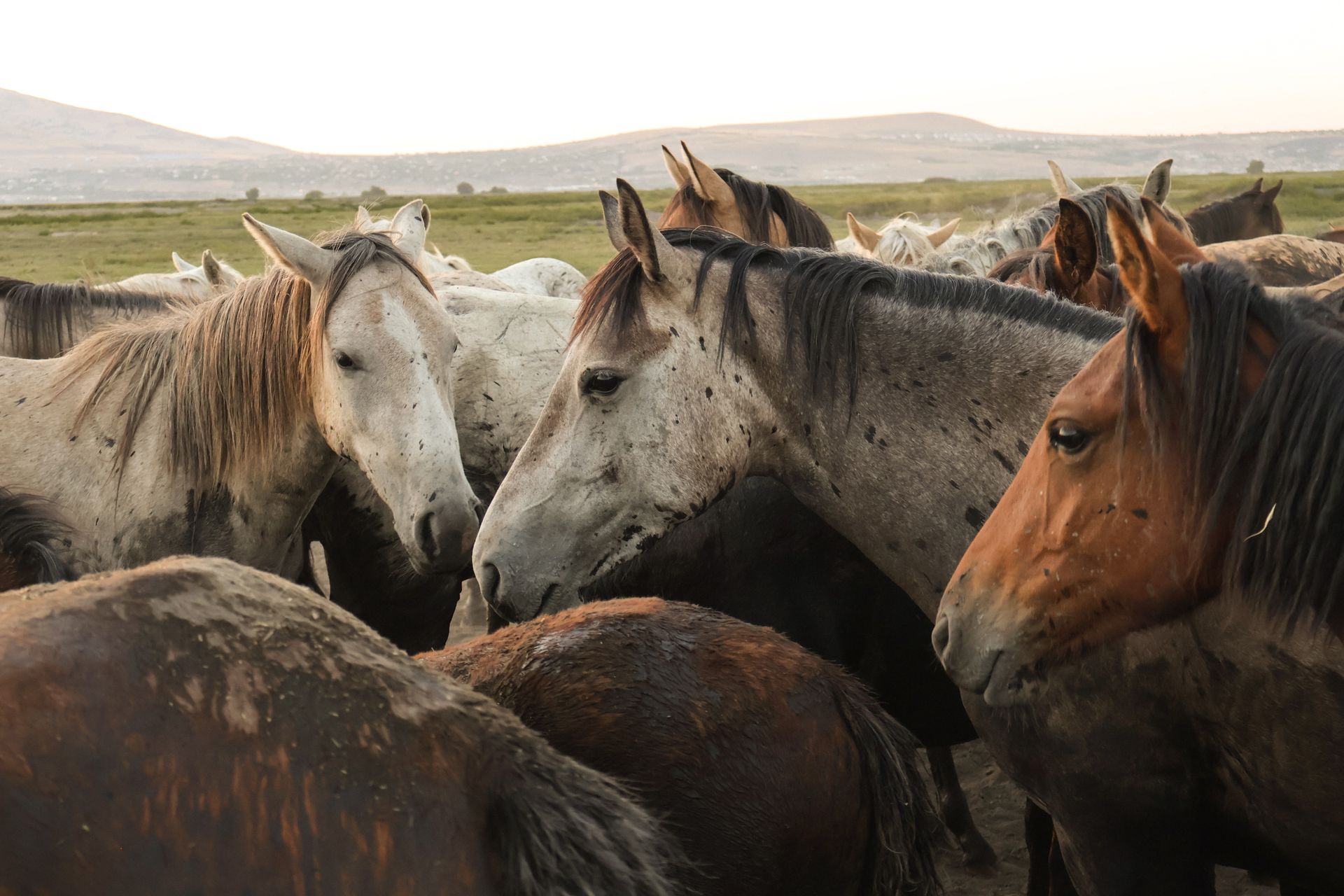 A large group of wild horses peacefully grazing in an open pasture landscape.