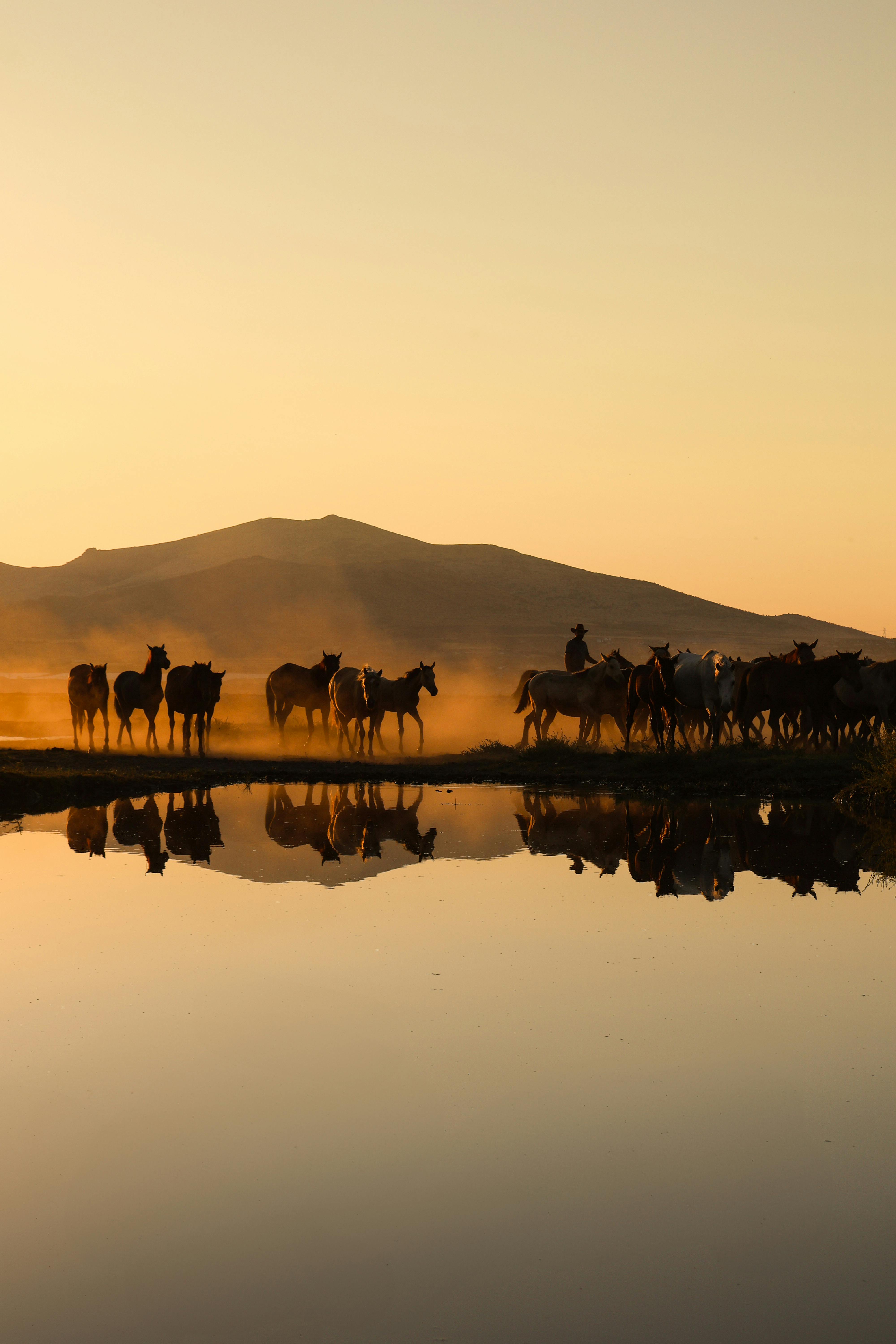 Silhouetted horses with stunning reflection in a serene lake at sunset, creating a tranquil desert scene.