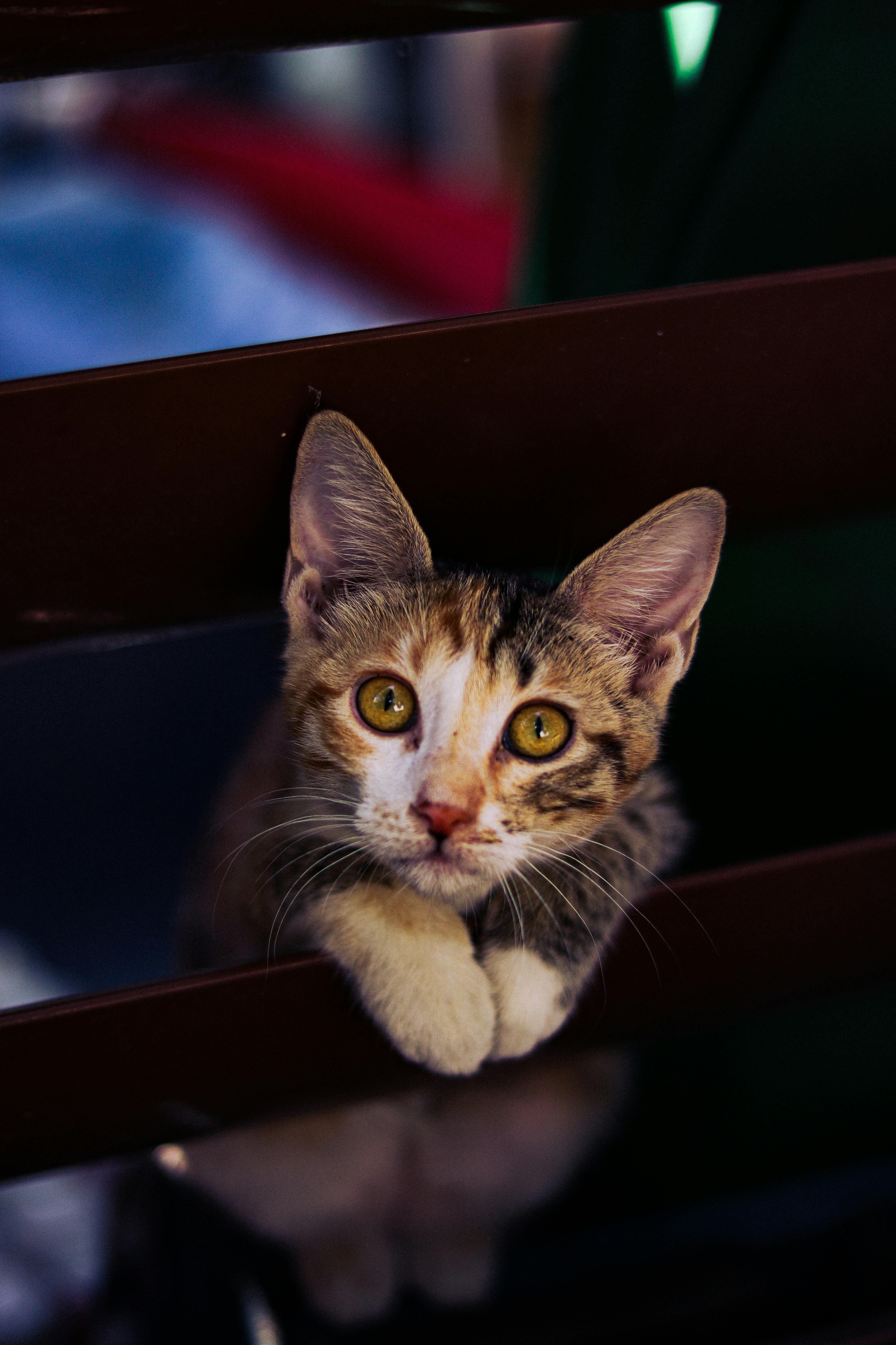 a cat is sitting on a wooden bench