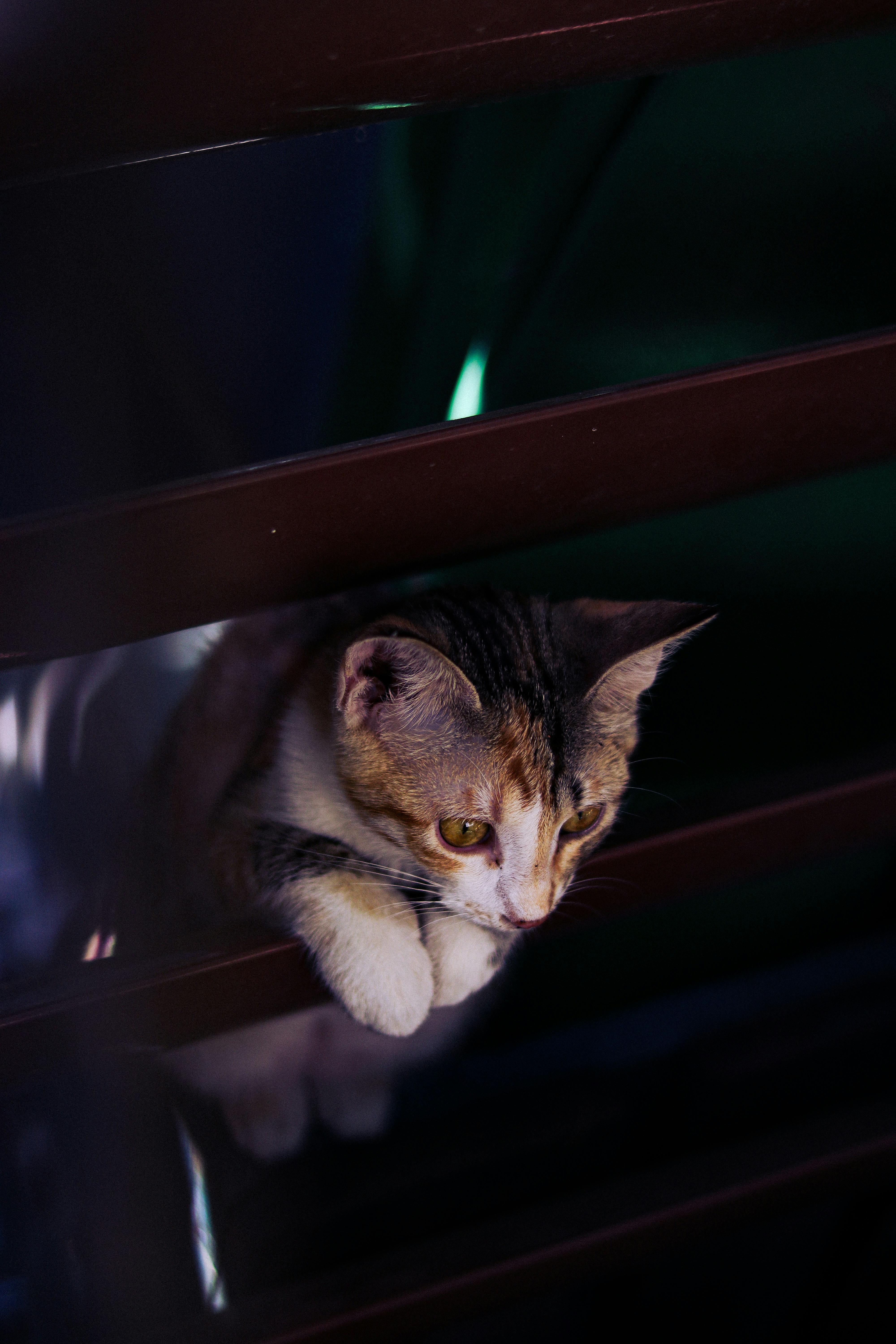 a cat is sitting on a metal railing