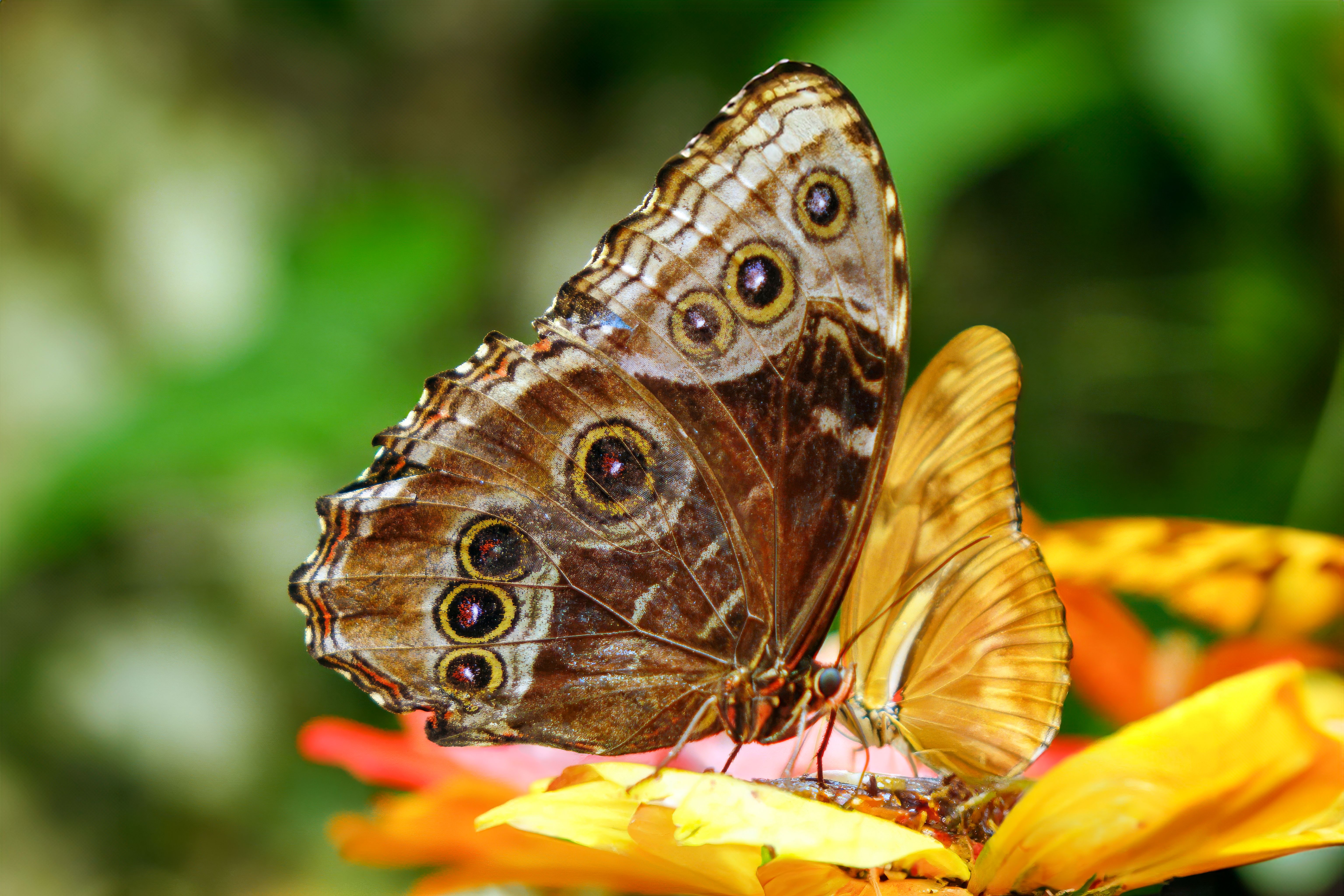 A detailed close-up of a brown owl butterfly resting on a colorful flower outdoors.