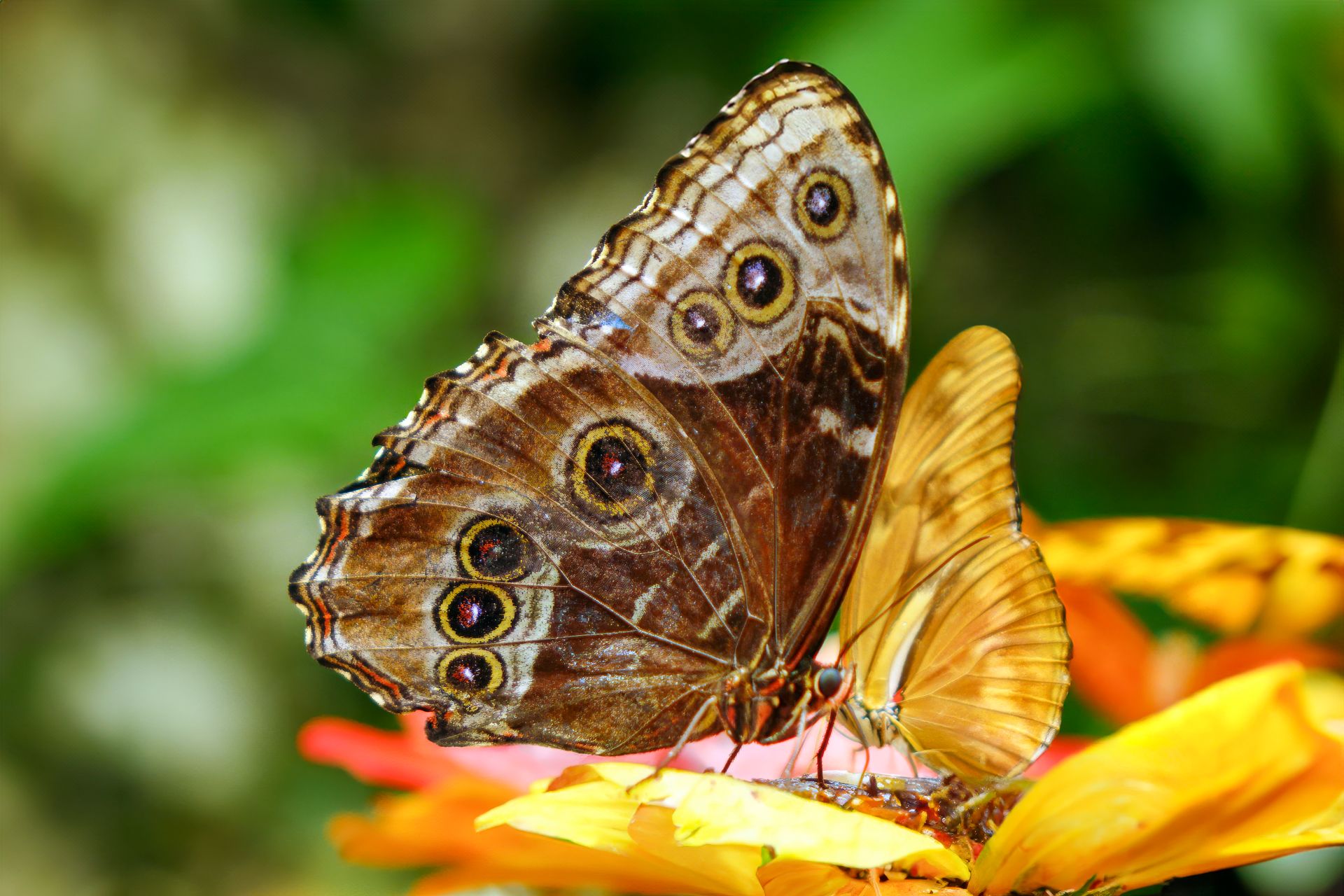 A detailed close-up of a brown owl butterfly resting on a colorful flower outdoors.