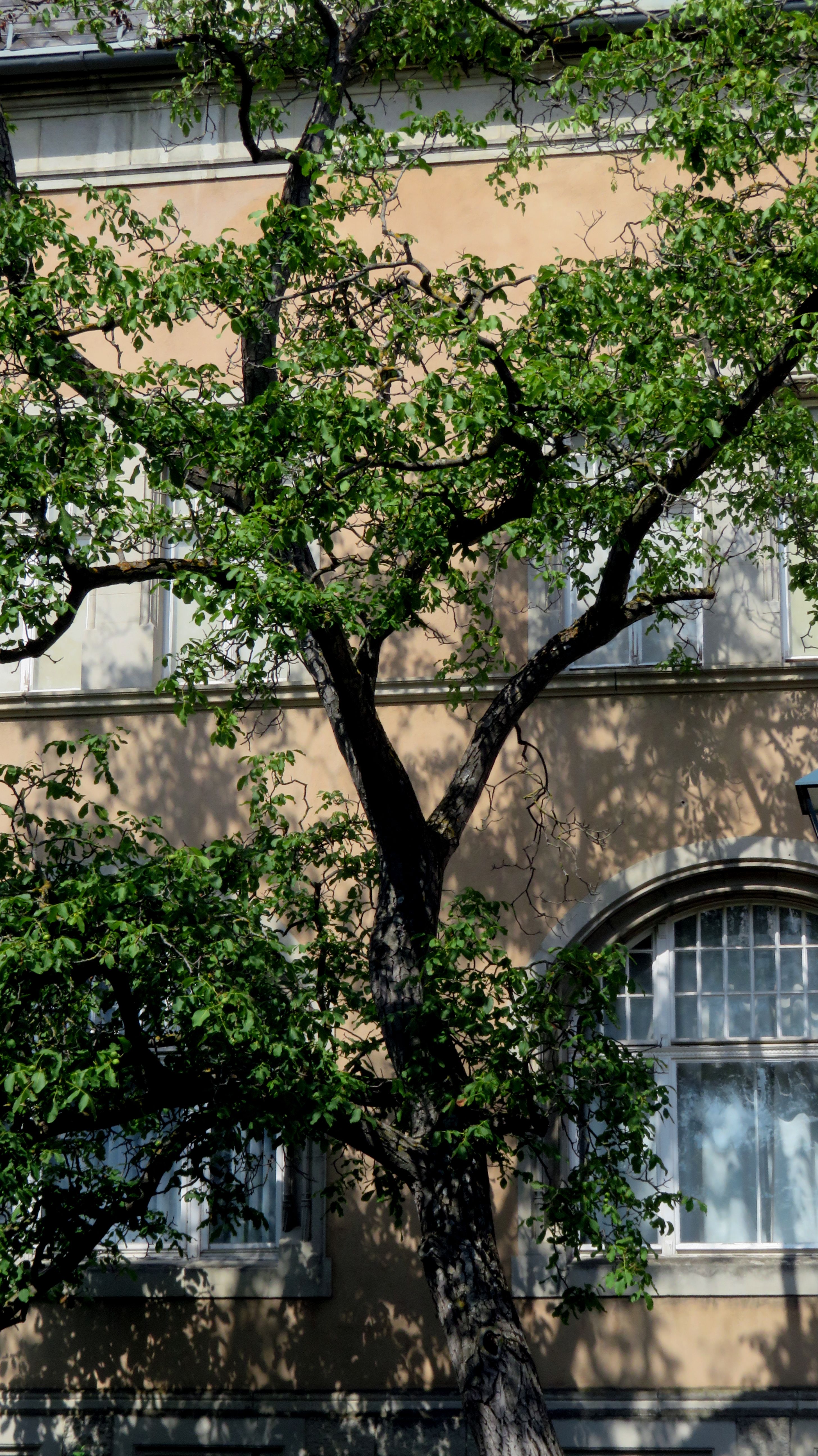 A tree in front of a building with a window · Free Stock Photo