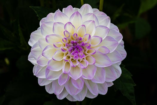 Vibrant purple and white dahlia flower in full bloom, showcasing intricate petals.