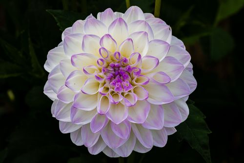 Free Vibrant purple and white dahlia flower in full bloom, showcasing intricate petals. Stock Photo
