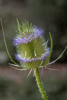 Detailed macro shot of a teasel flower in bloom, showcasing its spikes and soft purple hues.
