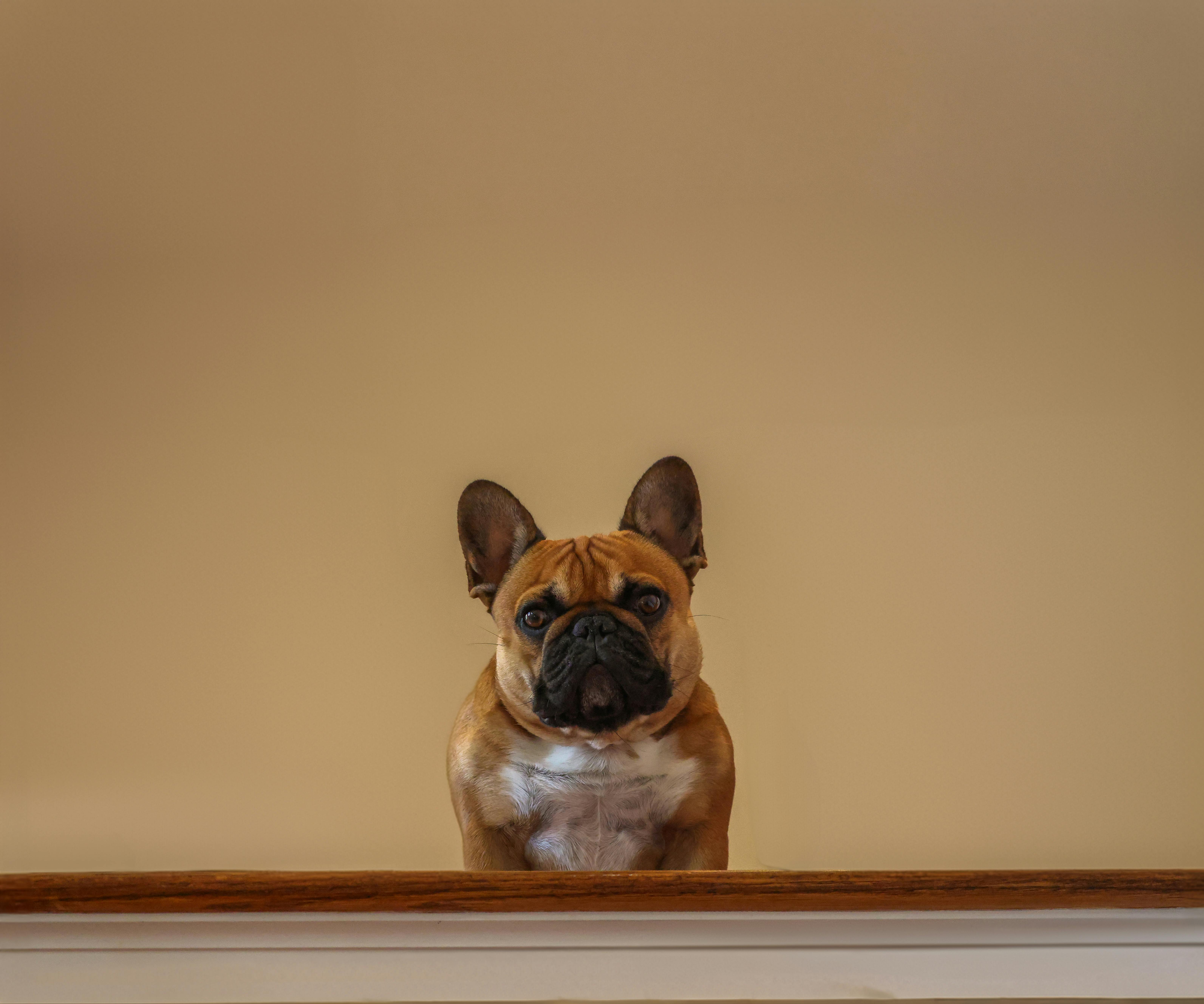 Wally.Does.Not.Do.Stairs. 2 years and counting