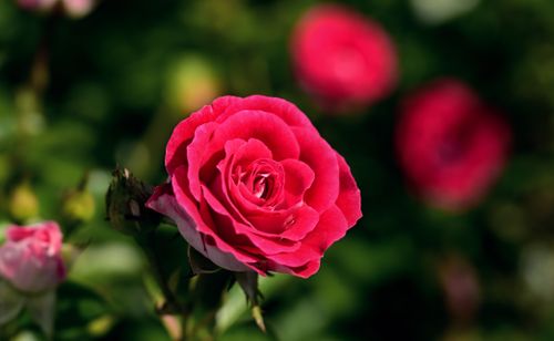 Free Close-up of a vivid red rose in bloom, capturing the essence of summer beauty. Stock Photo
