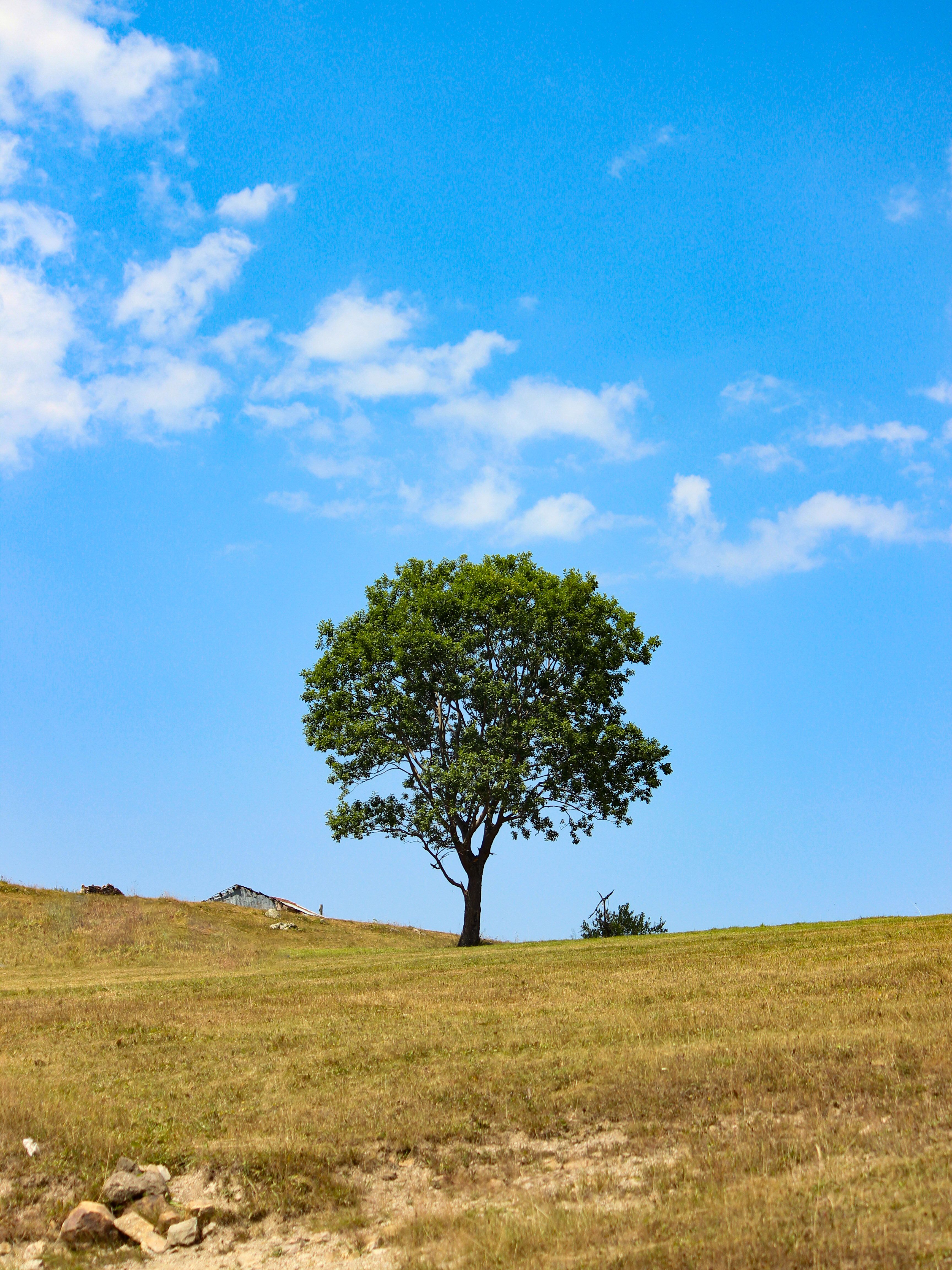 A lone tree on a hill with a blue sky · Free Stock Photo
