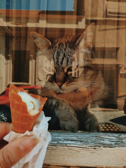 灰色的猫，看着通过一个玻璃窗口的冰淇淋蛋筒
