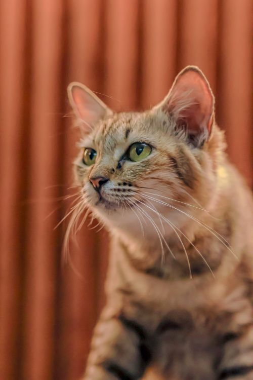 Free Charming close-up of a young tabby cat with vivid green eyes and striped fur. Stock Photo