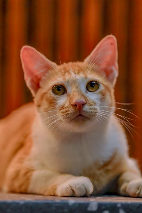 Free A cute ginger and white cat with big eyes looking curiously ahead, perfect for pet lovers. Stock Photo