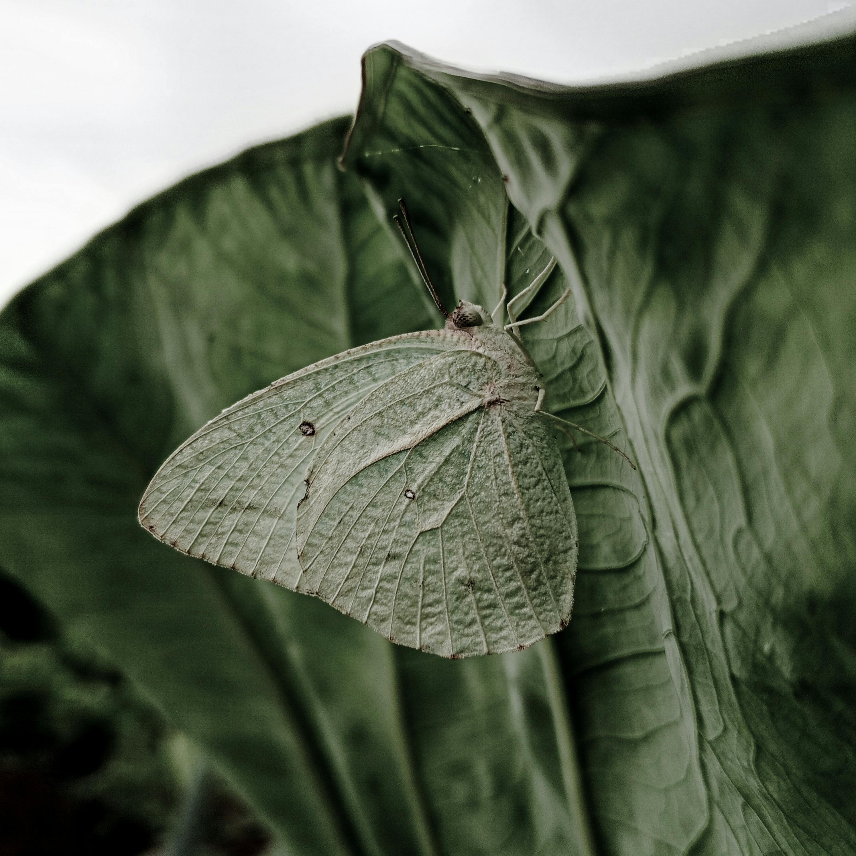 Detailed view of a butterfly camouflaged on a leaf in Nigeria, showcasing nature's beauty.