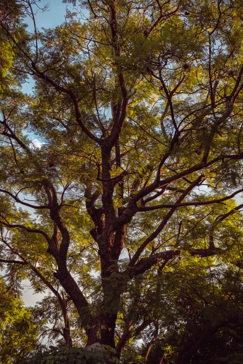 Free Sunlit forest showcasing a majestic tree with lush foliage, perfect for nature-themed projects. Stock Photo