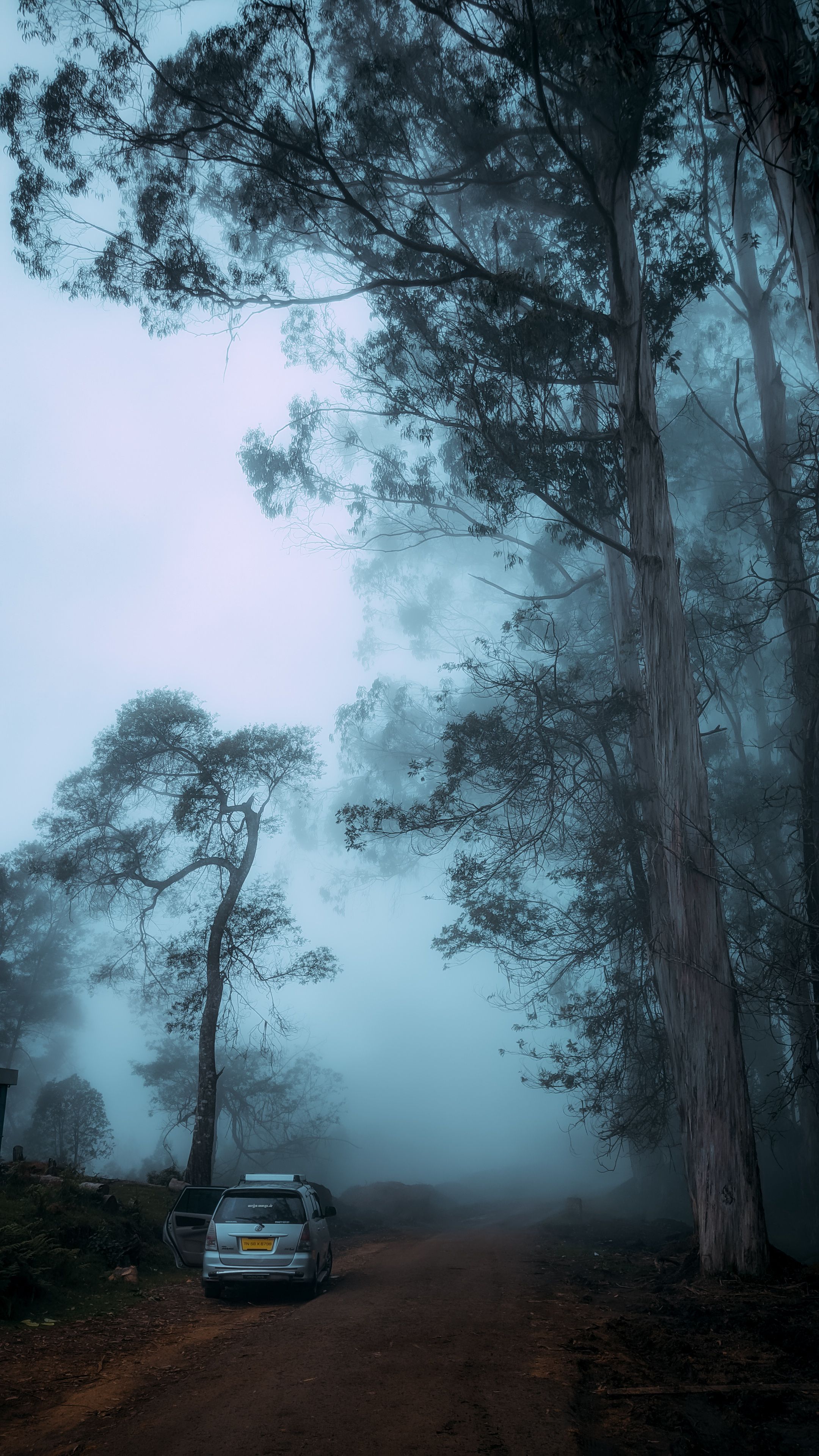 Eerie forest road engulfed in mist, with towering trees and parked car creating a mysterious dawn atmosphere.