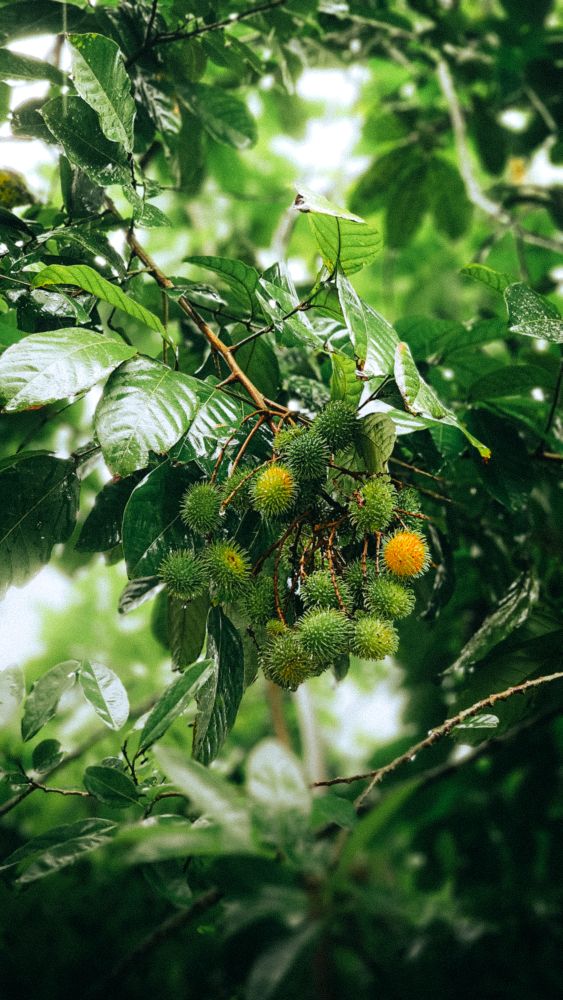 Rambutan Tree Photos, Download The BEST Free Rambutan Tree Stock Photos ...