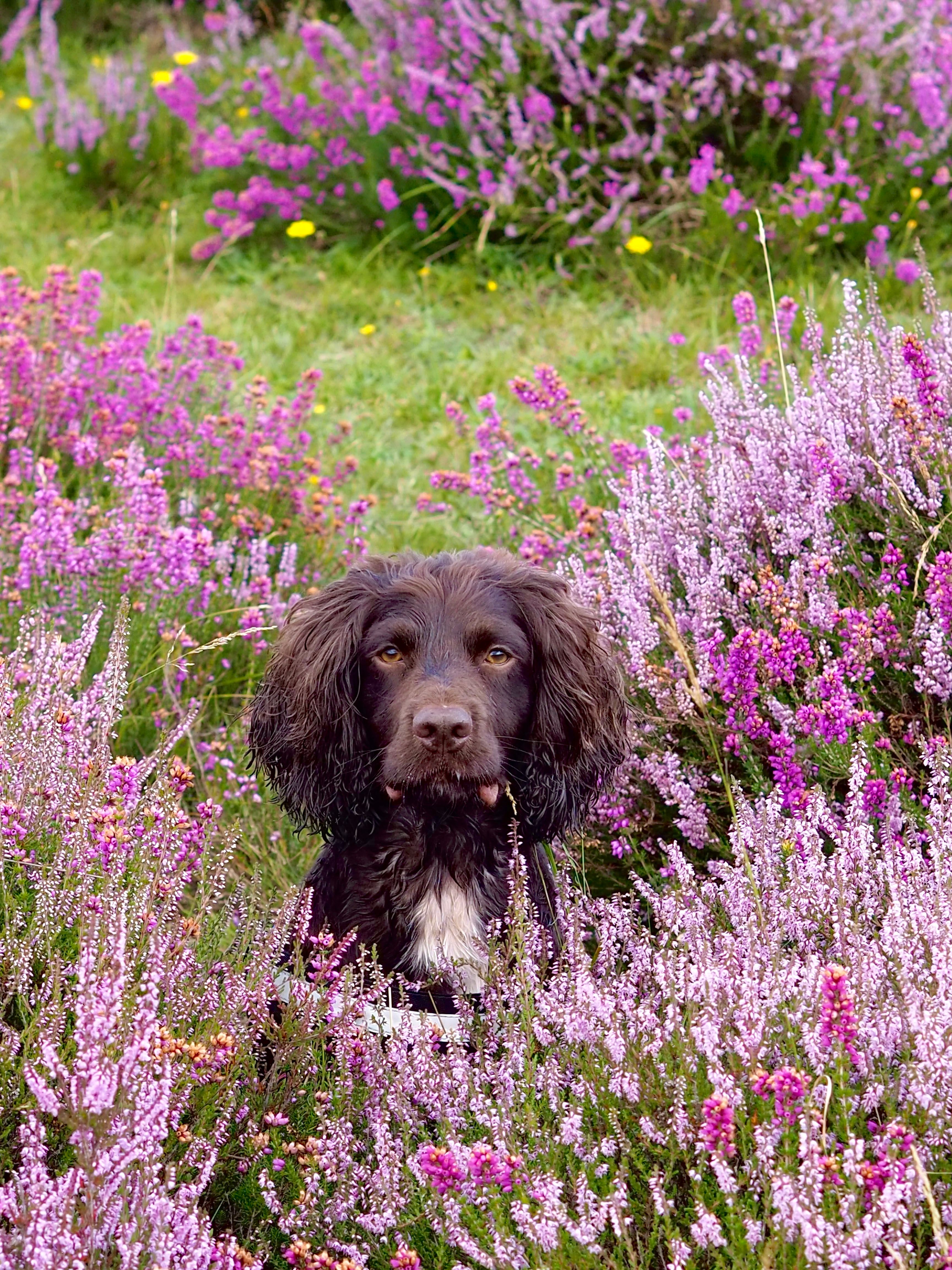 Working Cocker Spaniel in heather · Free Stock Photo