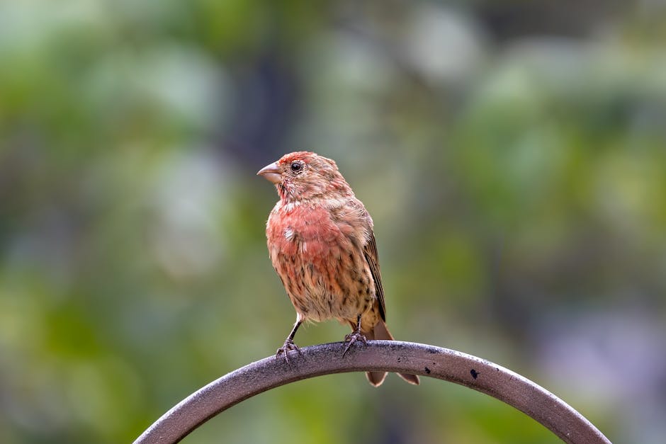 7 Toxic Treats: Foods to Never Feed Your Garden Birds 7 Toxic Treats: Foods to Never Feed Your Garden Birds