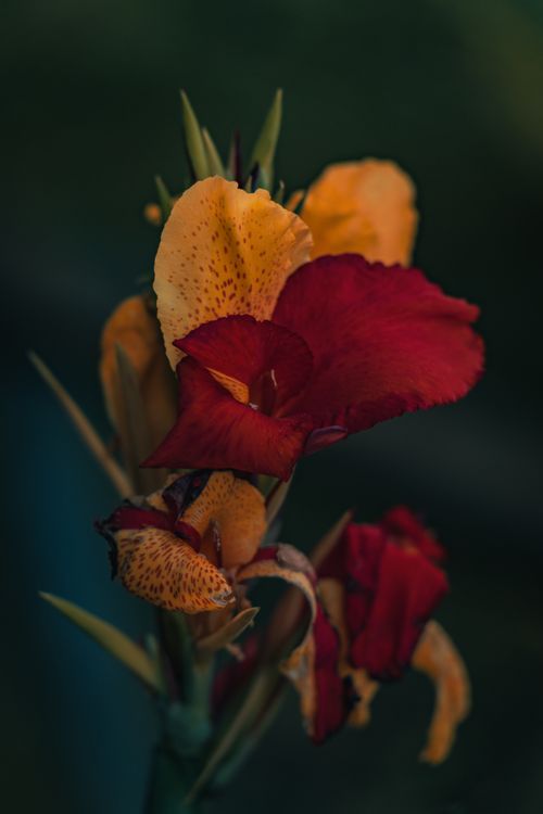Free Close-up of a vibrant red canna lily flower capturing rich colors in evening light. Stock Photo