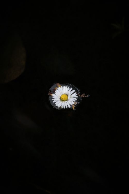 Free A daisy flower elegantly floating on a dark water surface, capturing nature's simplicity. Stock Photo