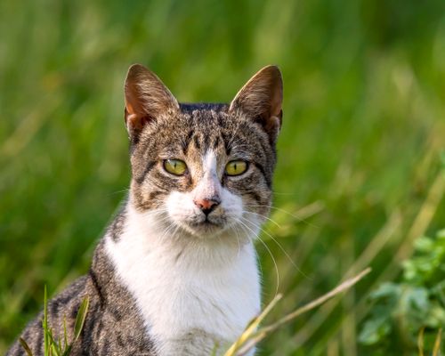 Free Close-up of a tabby cat staring intently in a sunlit Egyptian field. Stock Photo