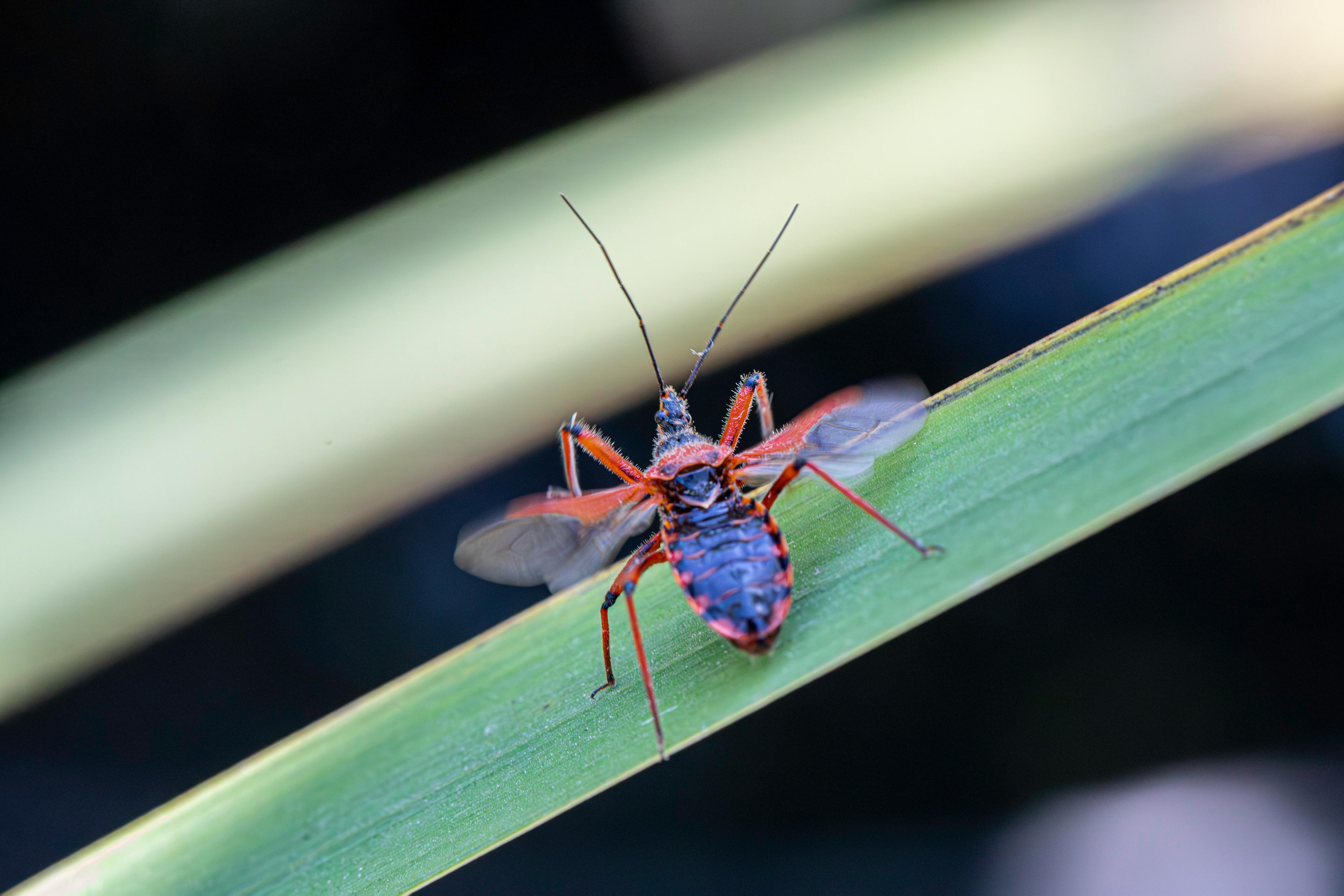 Macro shot of a red assassin bug on a leaf. Ideal for entomology and nature themes.