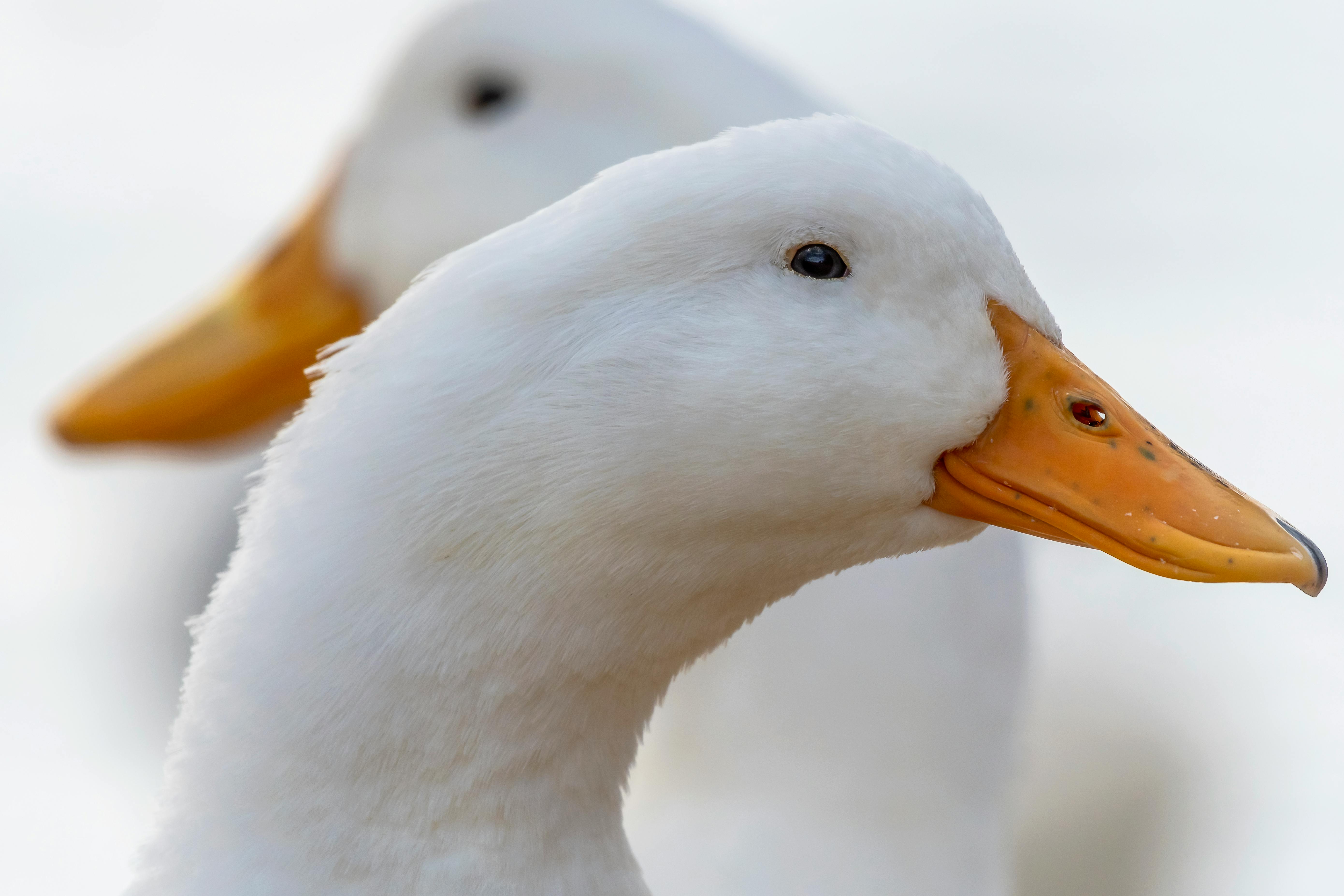 duck portrait white duck