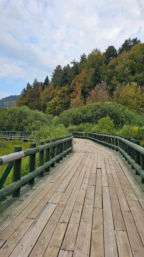 Free Wooden path winding through a lush forest with early fall foliage, under a cloudy sky. Stock Photo