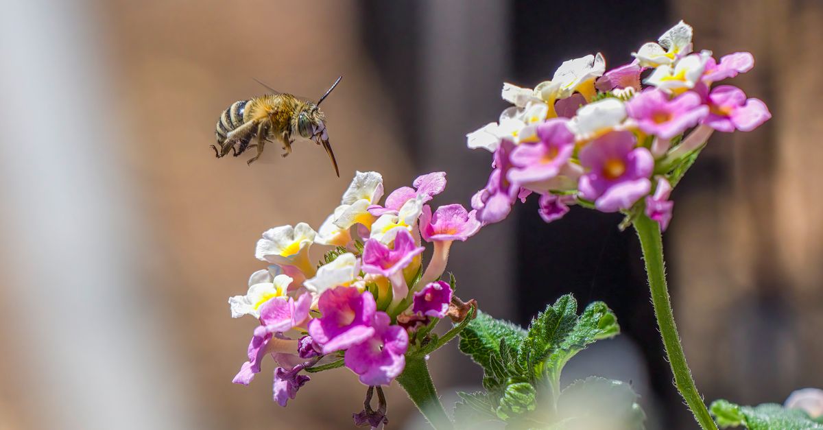 Guía completa sobre la biodiversidad en tu jardín