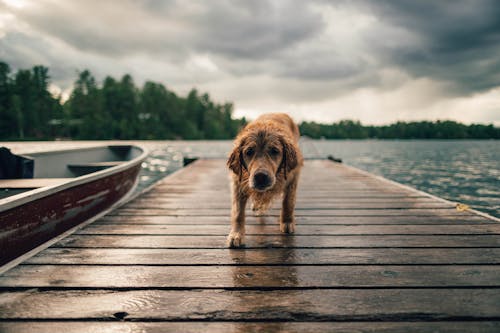 Chien Brun à Poil Long Sur Quai En Bois