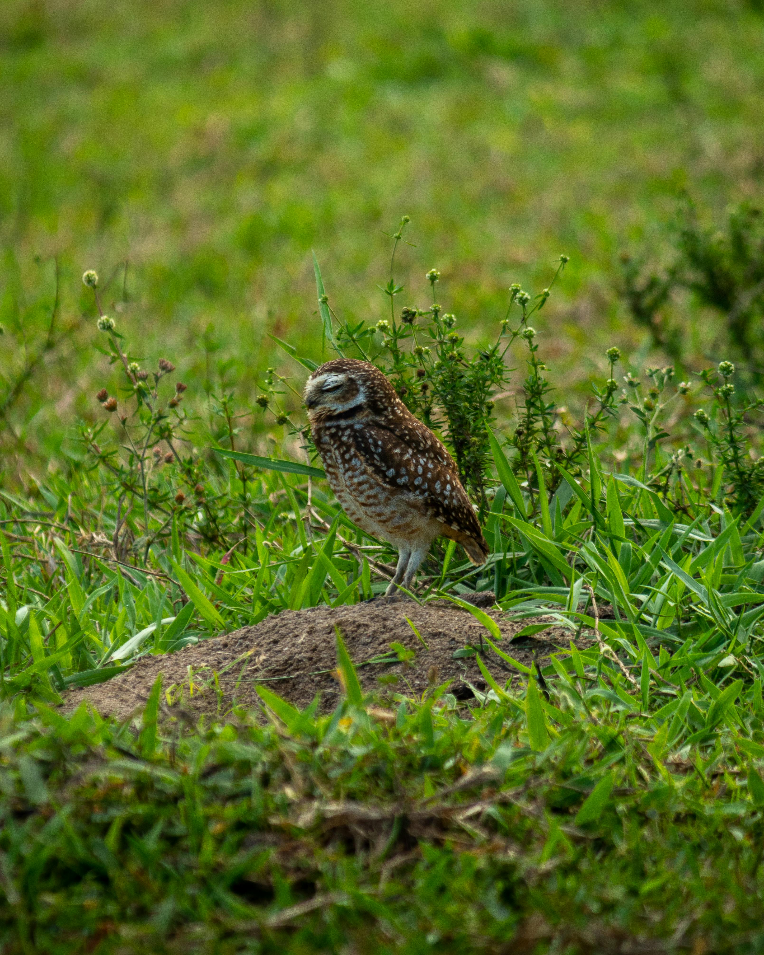 A burrowing owl perches on a mound in a lush green field, showcasing its natural habitat.